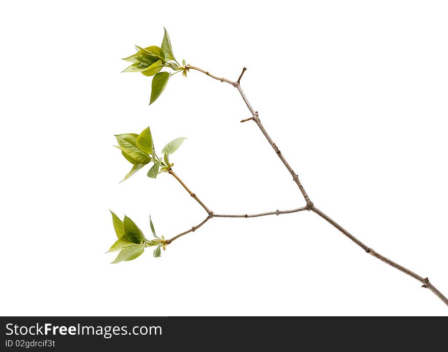 Green tree branch