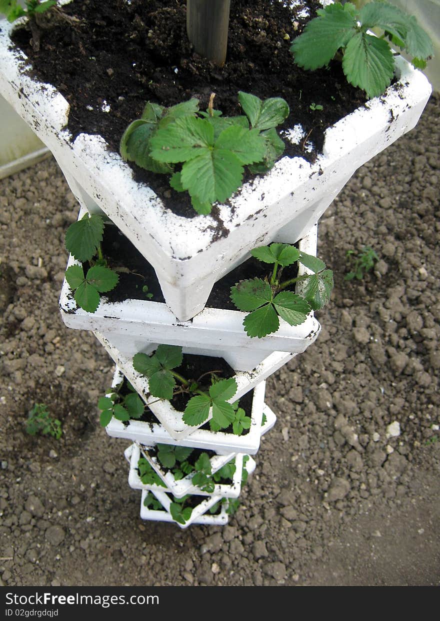 Strawberries hothouse in vertical position pots