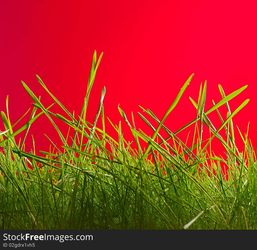 Green wet grass over bright red background