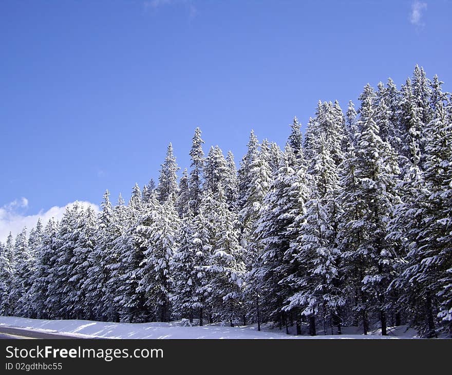 Snow Trees