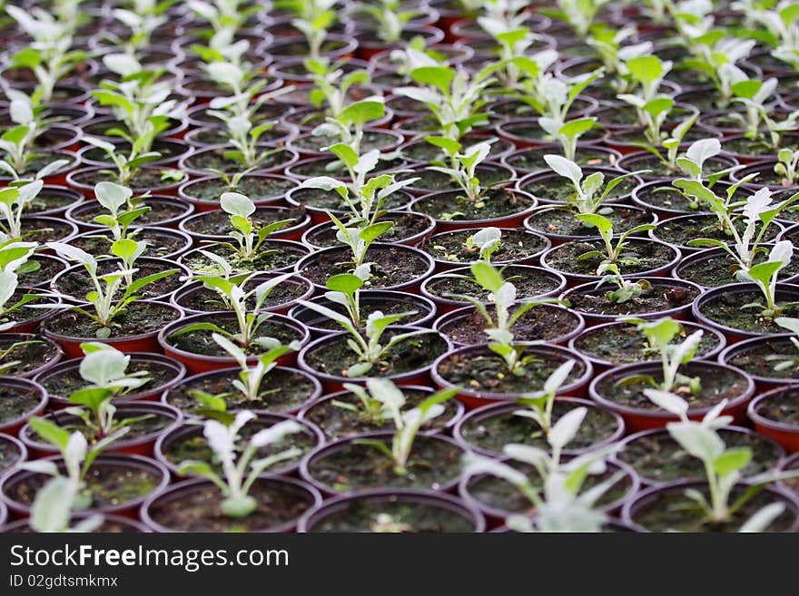 Many small plants in gardening. Many small plants in gardening