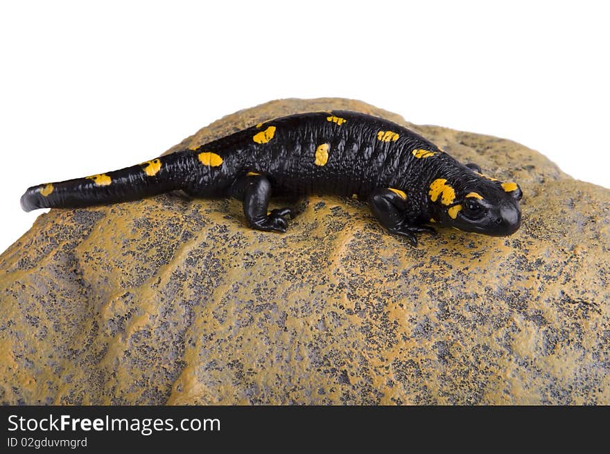 Salamander sitting on rock isolated above white background. Salamander sitting on rock isolated above white background