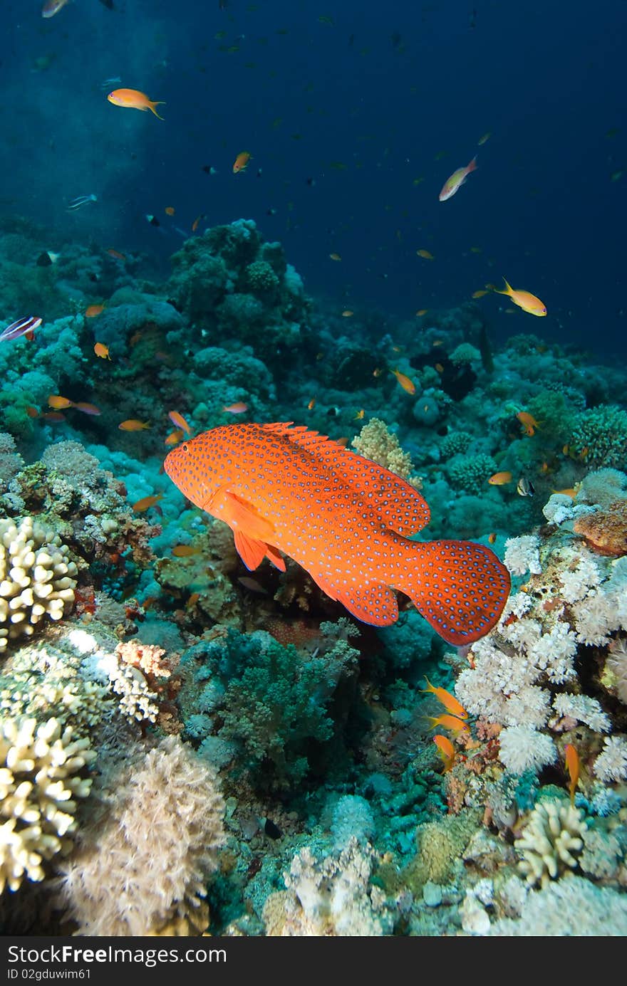 Red Sea coral grouper (Plectropomus pessuliferus) over coral reef. Red Sea, Egypt.