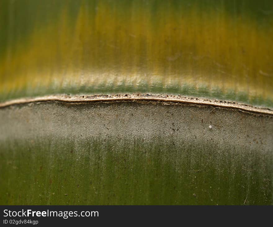 Close-up Of Bamboo