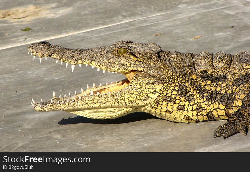 Young crocodile in the crocodile farm in Maun, Botswana