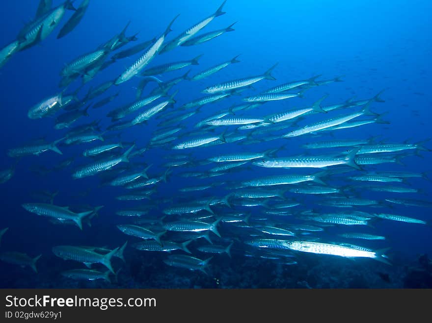 Shoal of barracuda in blue water. Shoal of barracuda in blue water