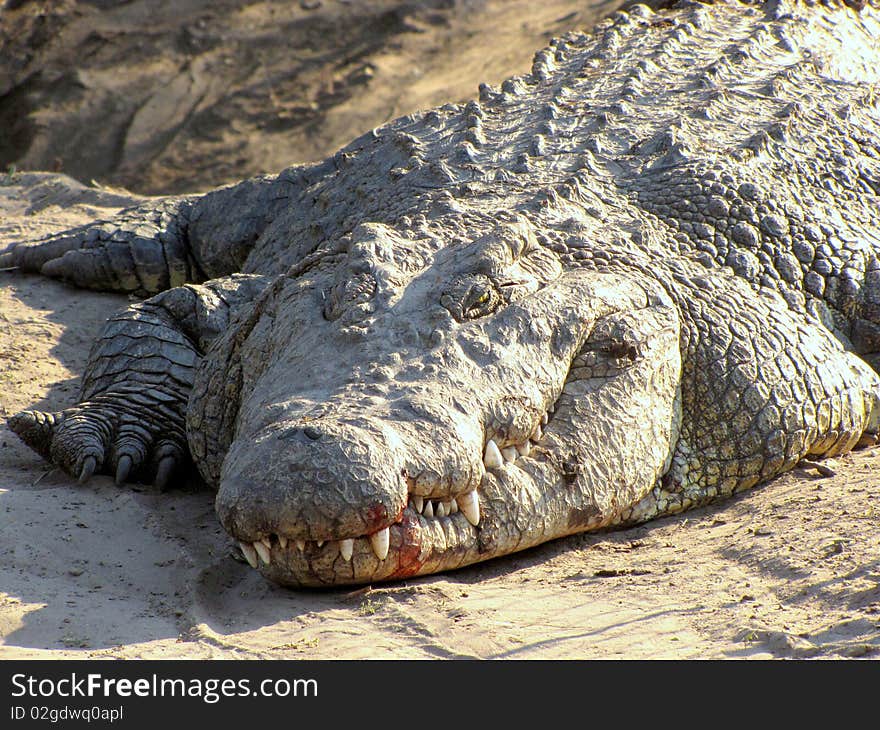 Huge female crocodile in the crocodile farm in Maun, Botswana