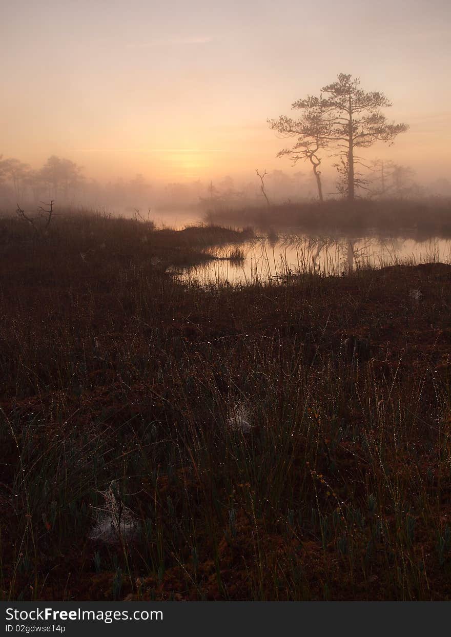 Classical marsh landscape, early morning