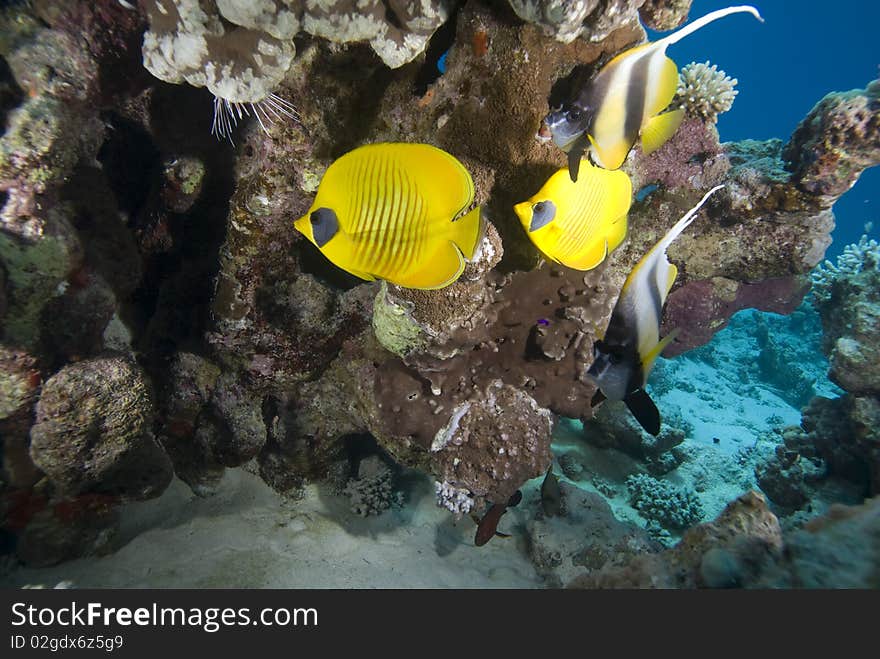 Vibrant yellow Masked Butterflyfish (Chaetodon semilarvatus) with coral reef background. Red Sea, Egypt. Vibrant yellow Masked Butterflyfish (Chaetodon semilarvatus) with coral reef background. Red Sea, Egypt.