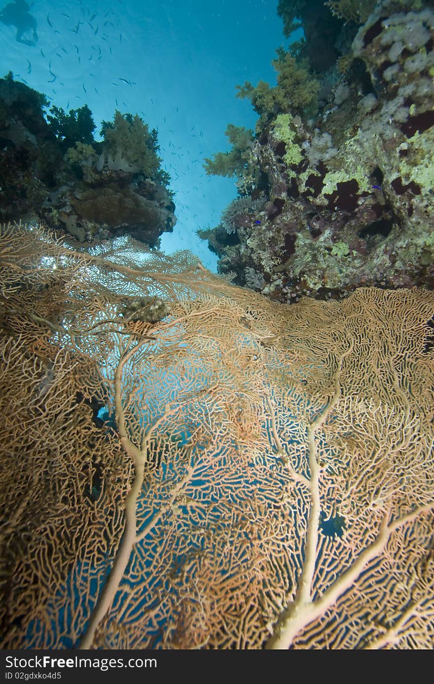 Giant sea fan (Annella mollis) Red Sea, Egypt. Giant sea fan (Annella mollis) Red Sea, Egypt