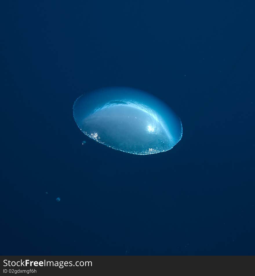 Air bubble rising to the surface