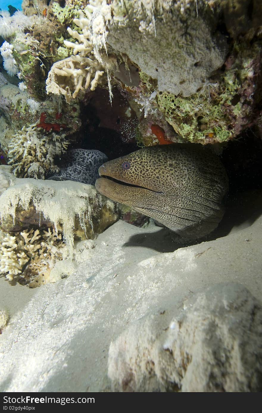 Giant moray (Gymnothorax javanicus) juvenile hiding in the coral reef, Red Sea, Egypt.