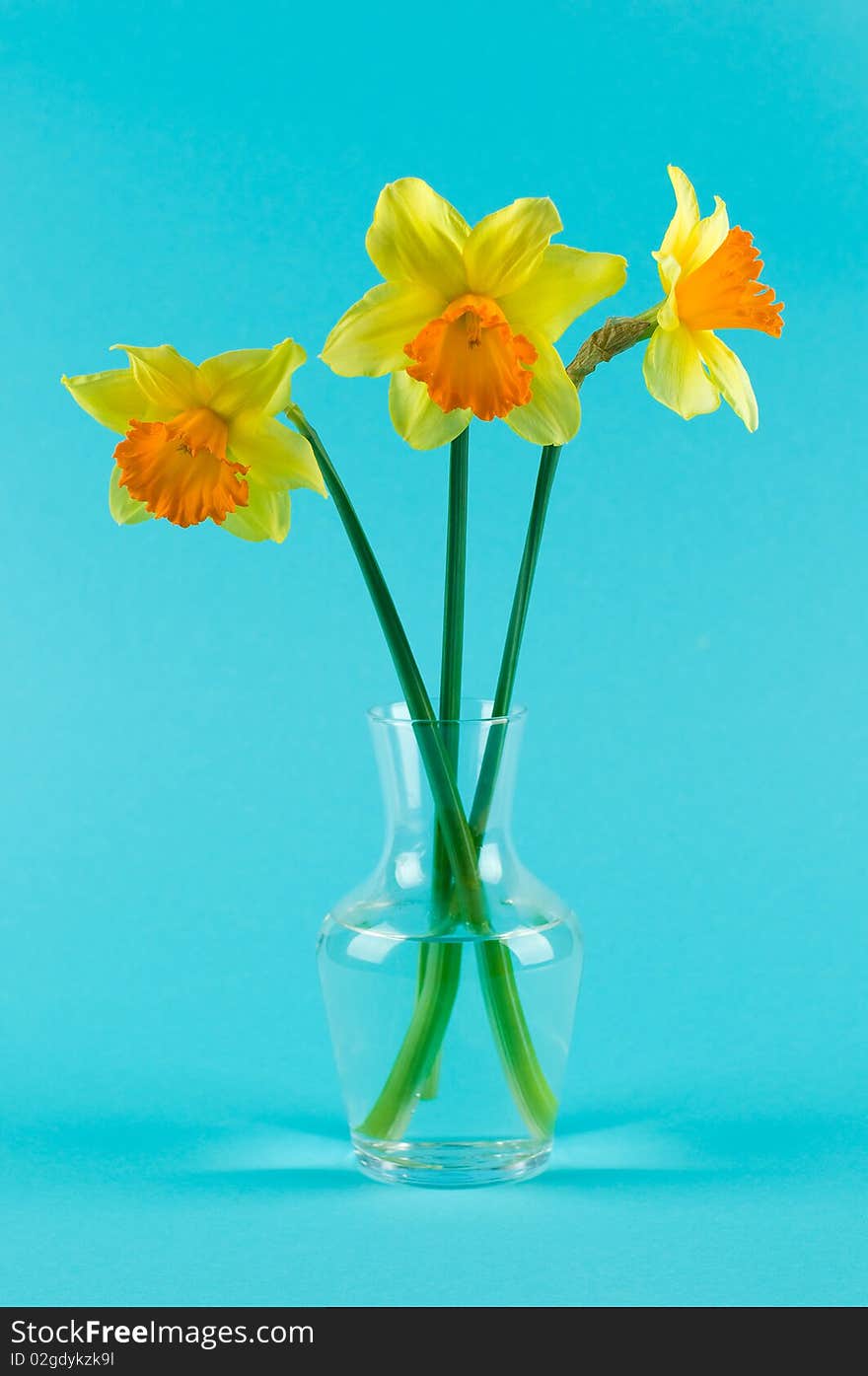 Yellow narcissuses in vase on blue background