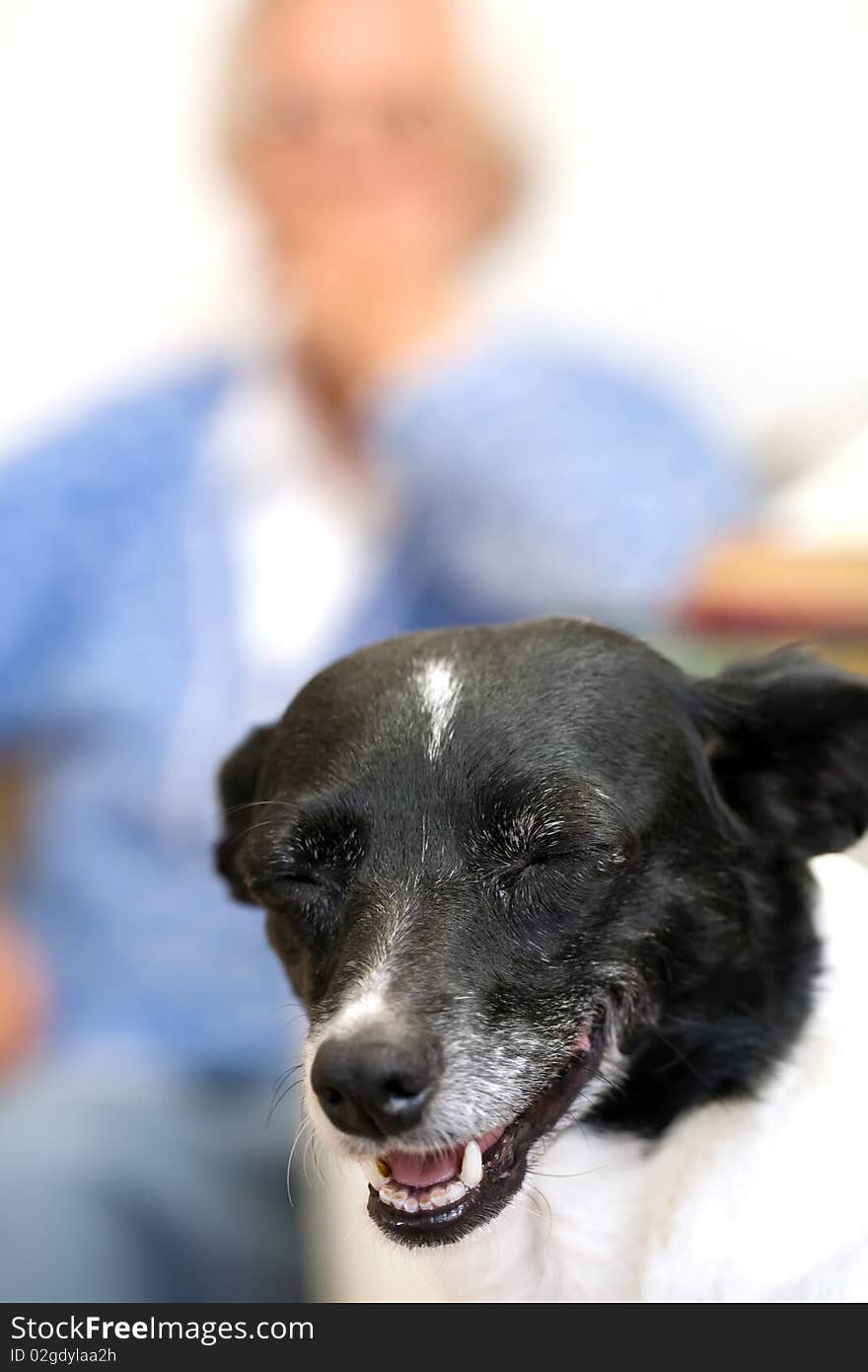 Closeup of a dog with an elderly woman out of focus in the background. Closeup of a dog with an elderly woman out of focus in the background.