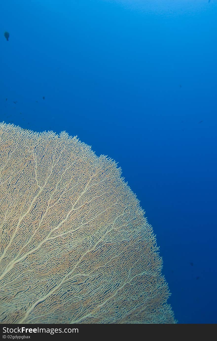 Giant sea fan