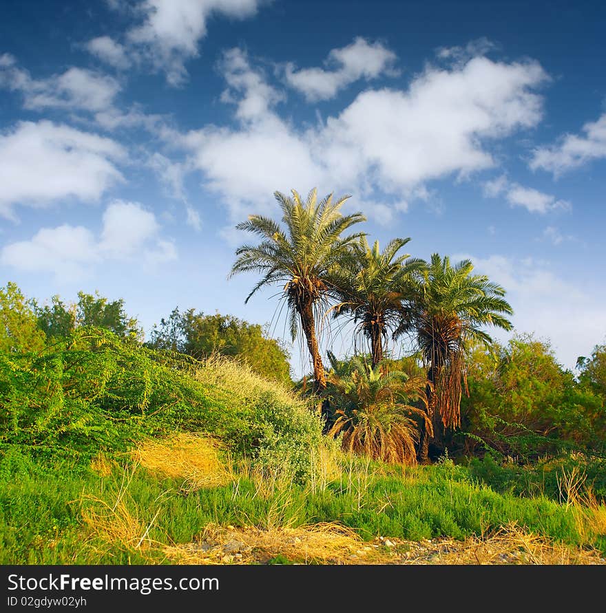 Tropical wild palm trees with blue sky. Tropical wild palm trees with blue sky