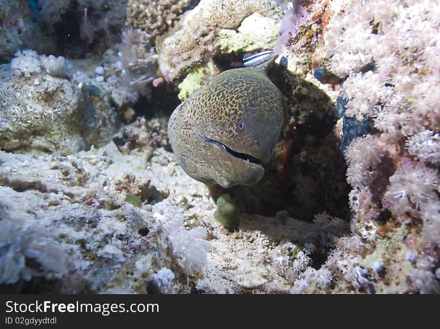 Giant moray