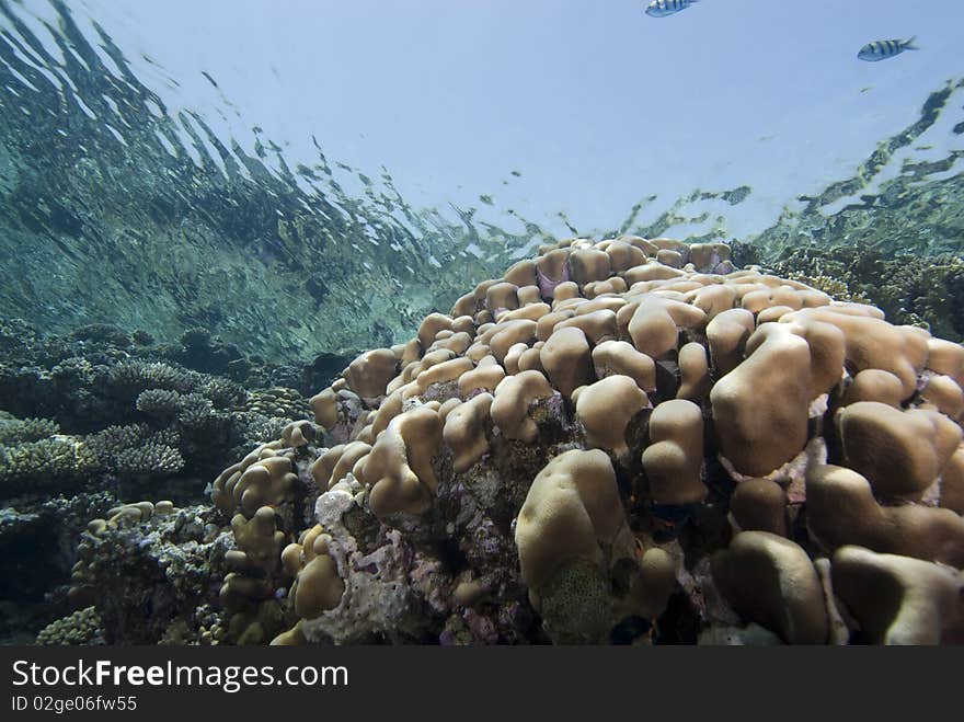 Hard Coral reef