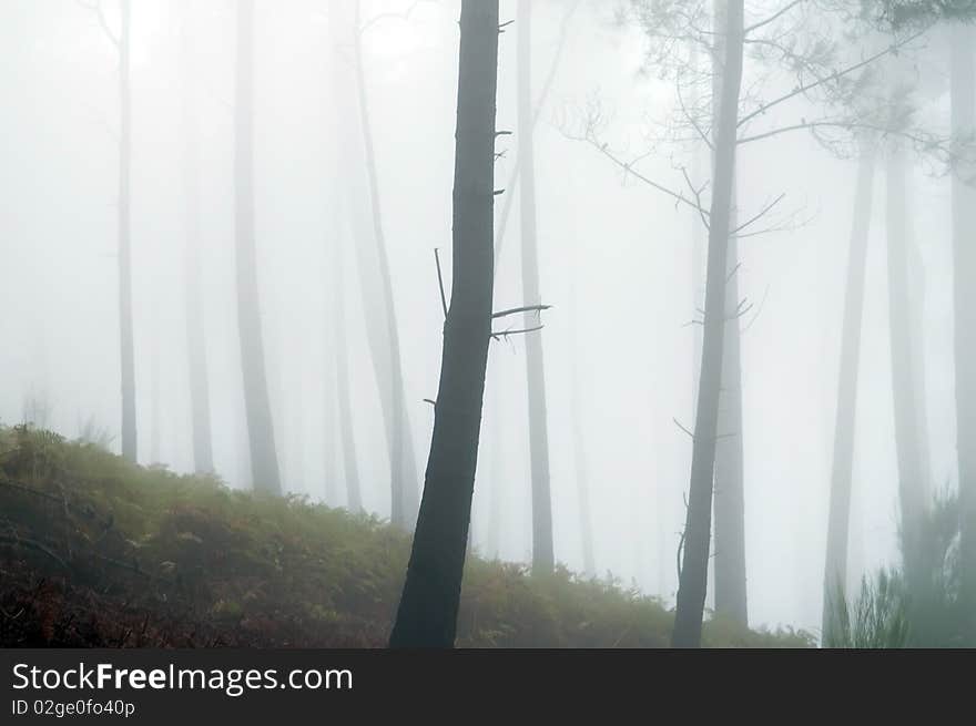 Foggy forest, sad morning landscape