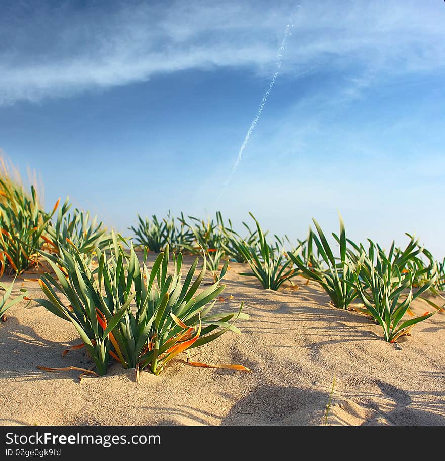 Plants in sand and blue sky with clouds