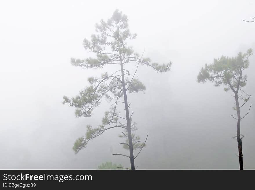 Dark foggy forest