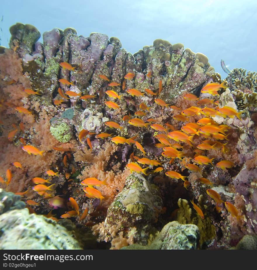 Tropical goldfish and coral reef