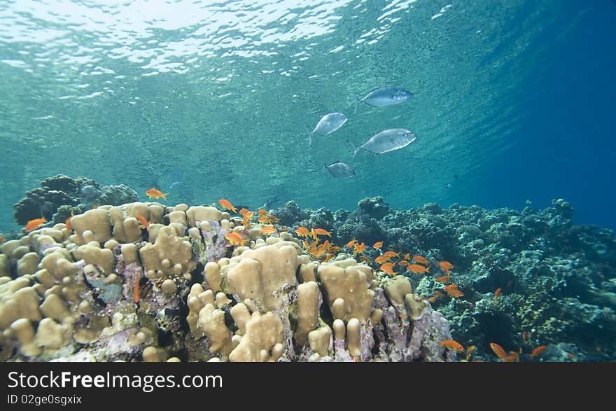 Tropical goldfish and coral reef