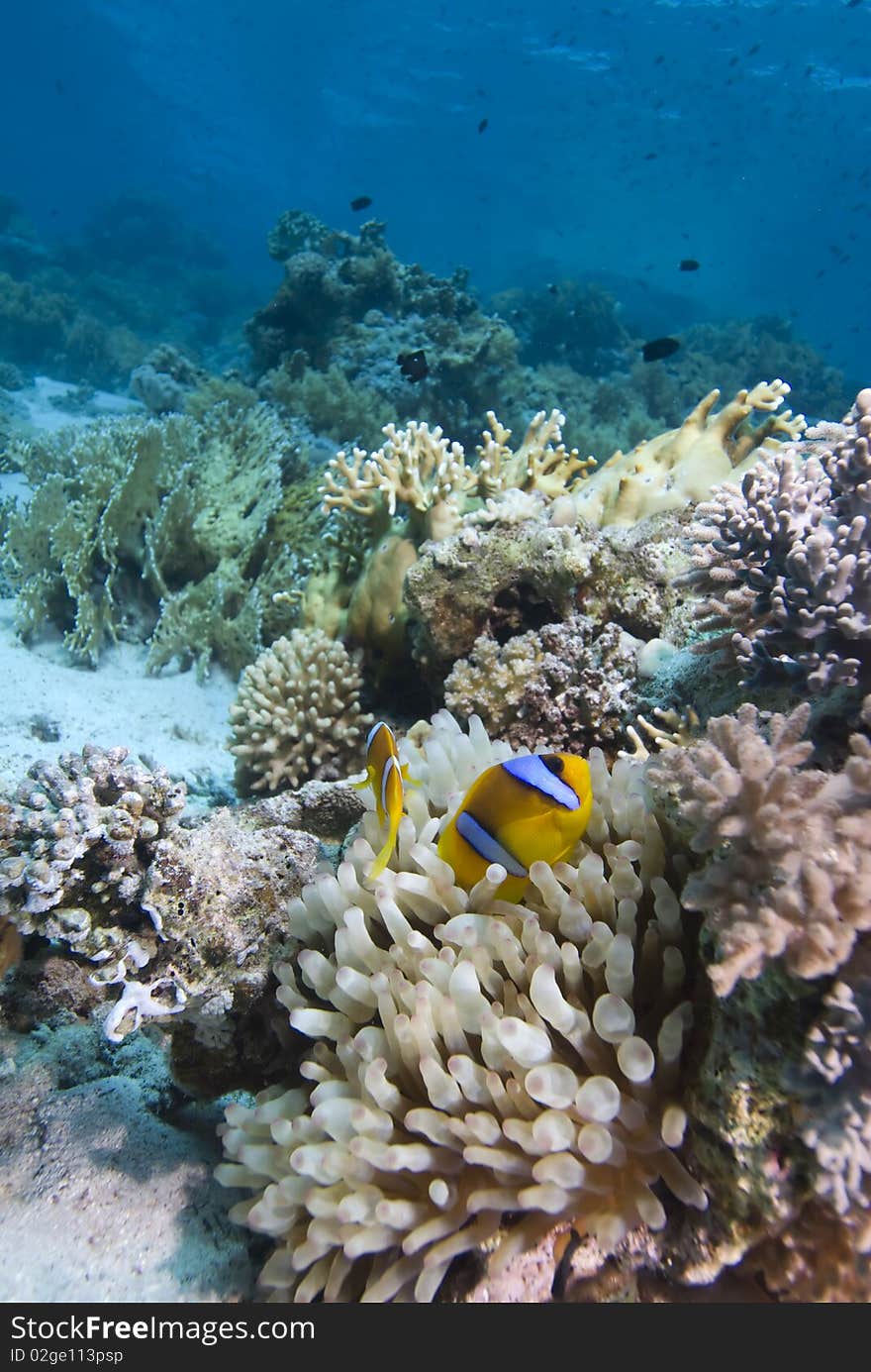 Red sea anemone fish (amphiprion bicinctus) close to  the protection of a Bubble anemone (entacmaea quadricolor). Red Sea, Egypt.