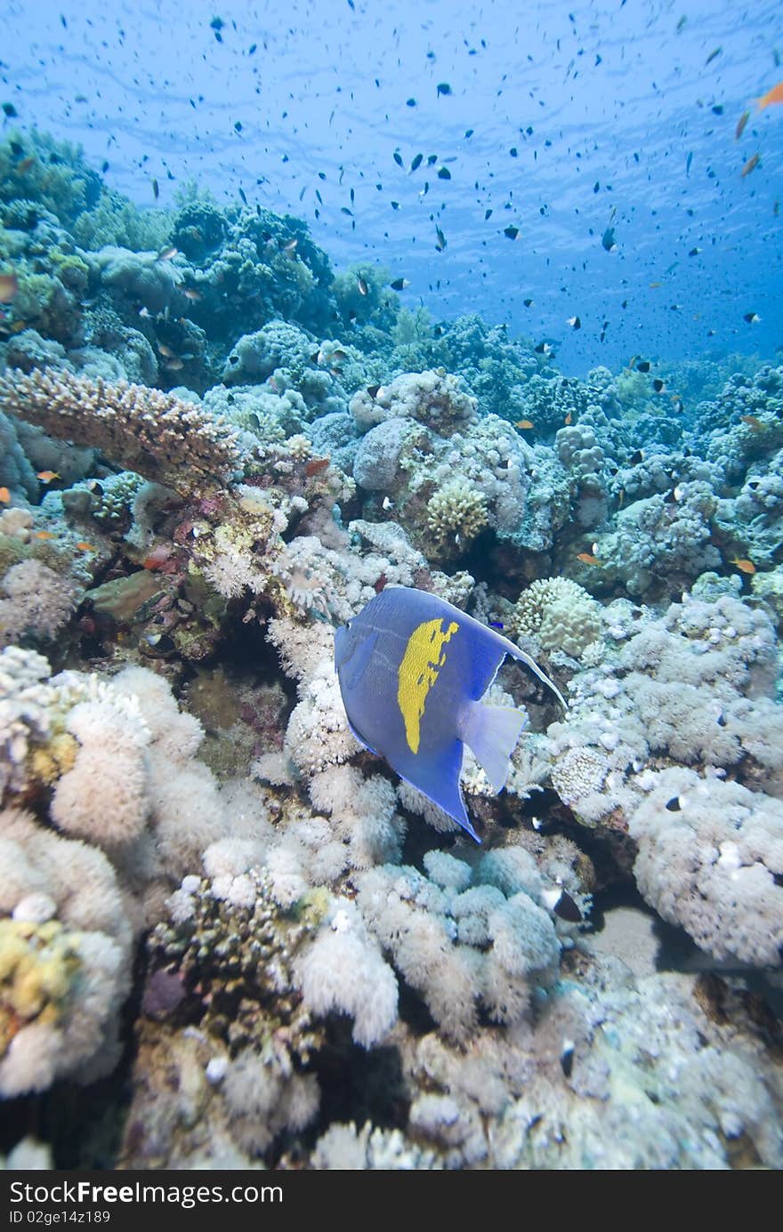 Yellowbar Angelfish And Coral Reef.