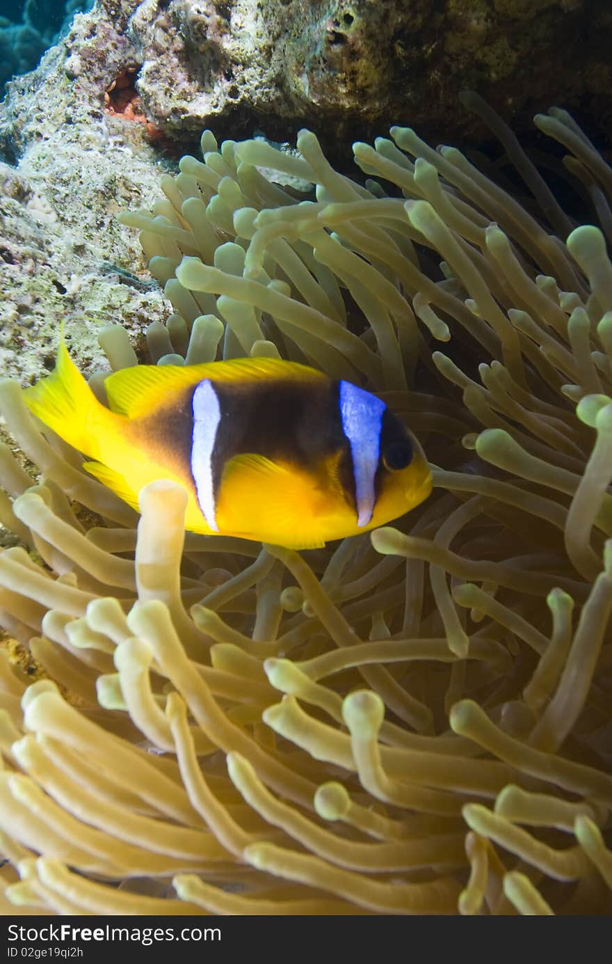 Red sea anemone fish (amphiprion bicinctus) close to  the protection of a Bubble anemone (entacmaea quadricolor). Red Sea, Egypt.