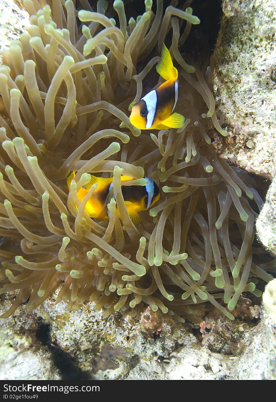 Red sea anemone fish (amphiprion bicinctus) close to the protection of a Bubble anemone (entacmaea quadricolor). Red Sea, Egypt.