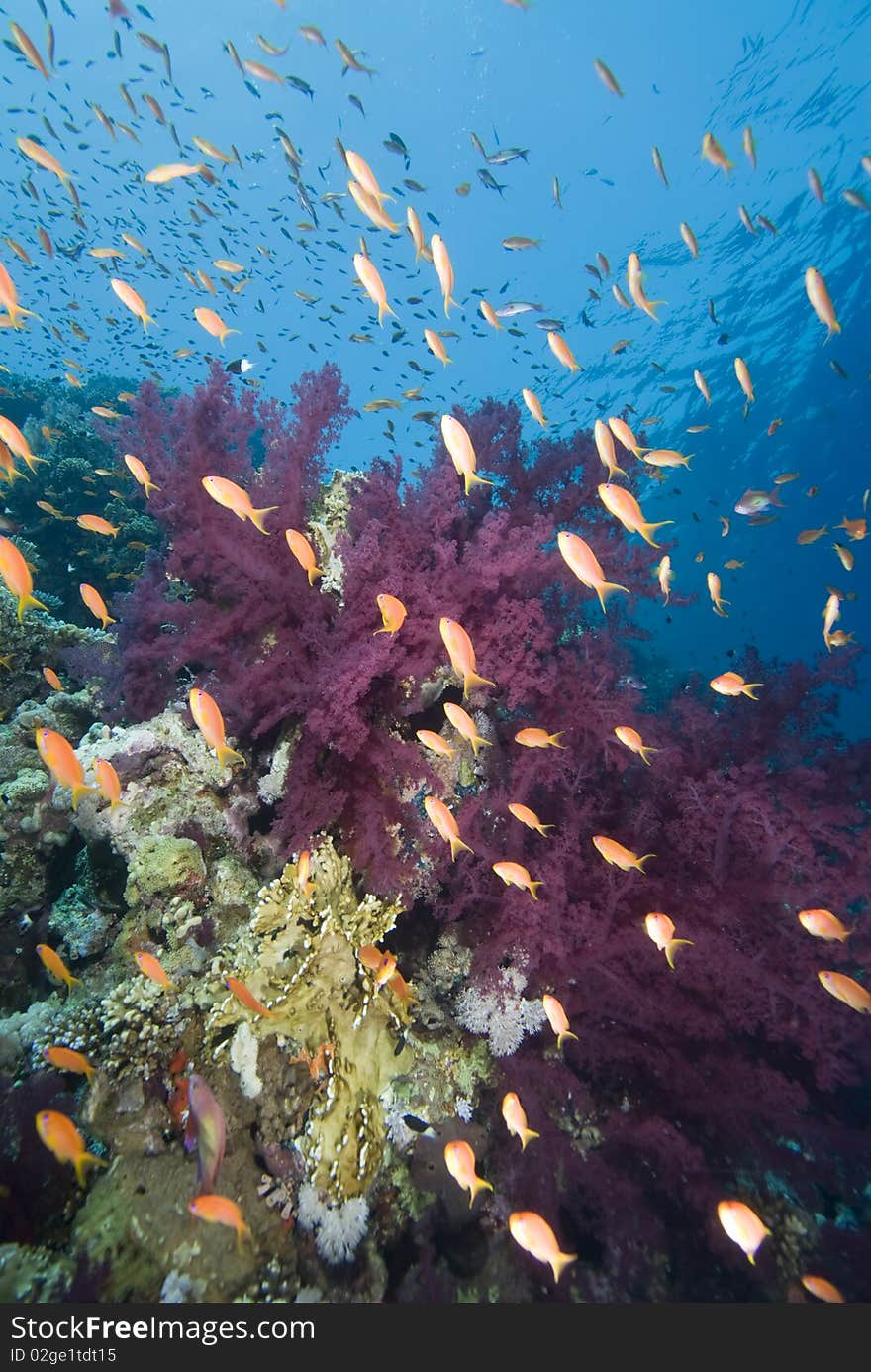 Tropical goldfish and coral reef