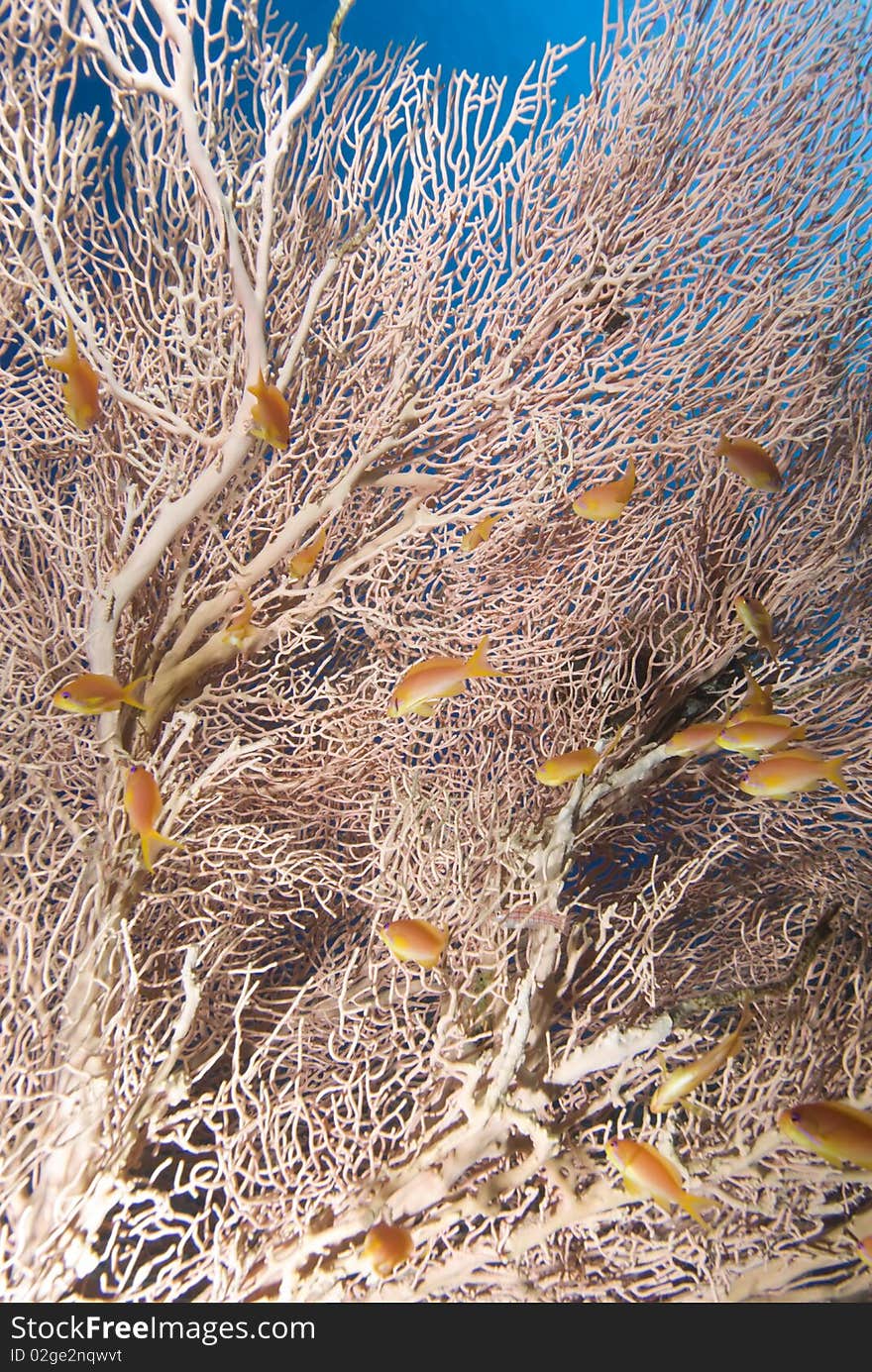 Giant sea fan (Annella mollis) and golden anthias. Red Sea, Egypt. Giant sea fan (Annella mollis) and golden anthias. Red Sea, Egypt