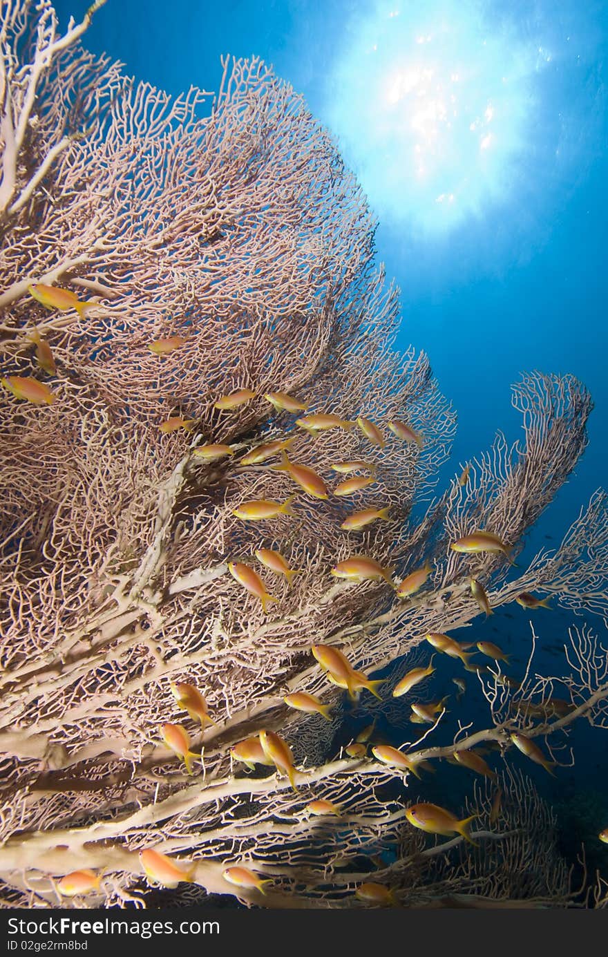 Giant sea fan (Annella mollis) with sun and golden anthias. Red Sea, Egypt. Giant sea fan (Annella mollis) with sun and golden anthias. Red Sea, Egypt