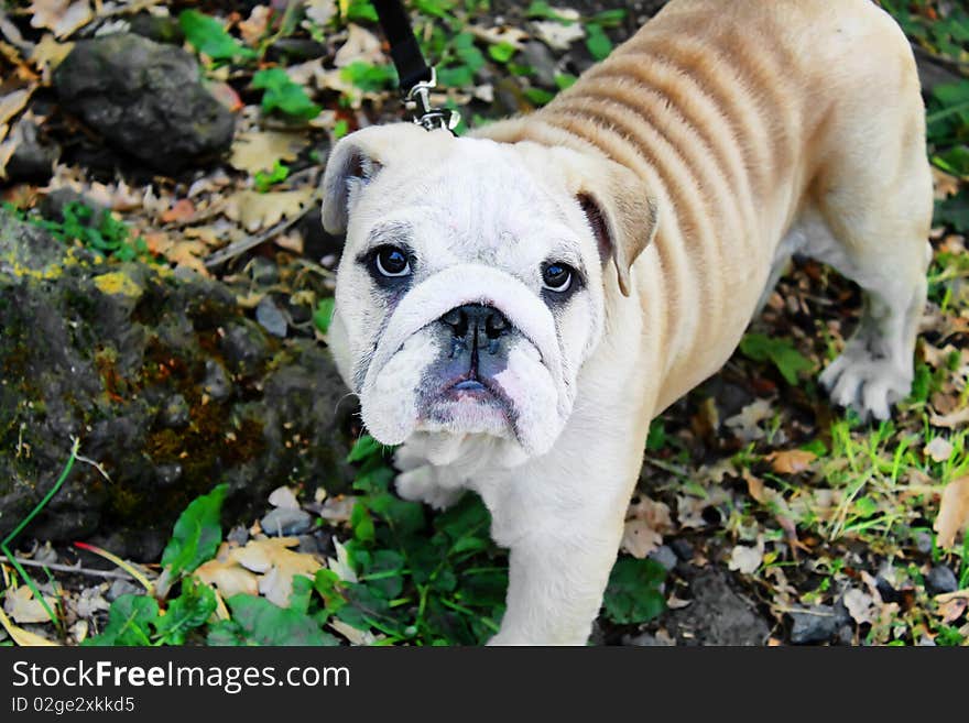 This is a photo of white and brawn bulldog