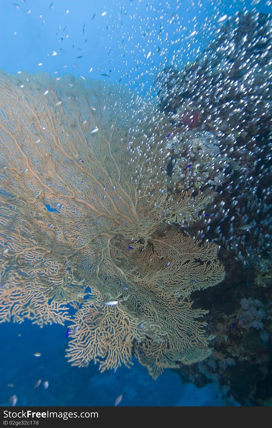 Giant sea fan (Annella mollis) with a small school of silver bait fish Red Sea, Egypt