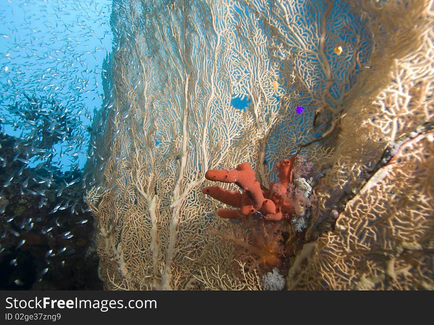 Giant sea fan (Annella mollis) Red Sea, Egypt. Giant sea fan (Annella mollis) Red Sea, Egypt