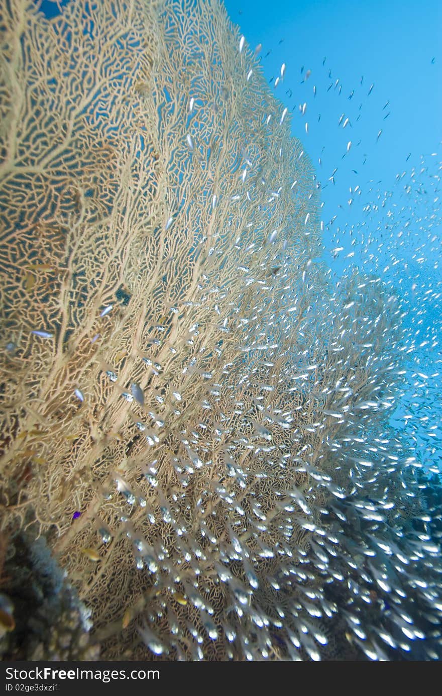 Giant sea fan (Annella mollis) with a small school of silver bait fish Red Sea, Egypt. Giant sea fan (Annella mollis) with a small school of silver bait fish Red Sea, Egypt