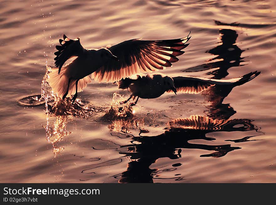 Dramatic silhouettes seagull