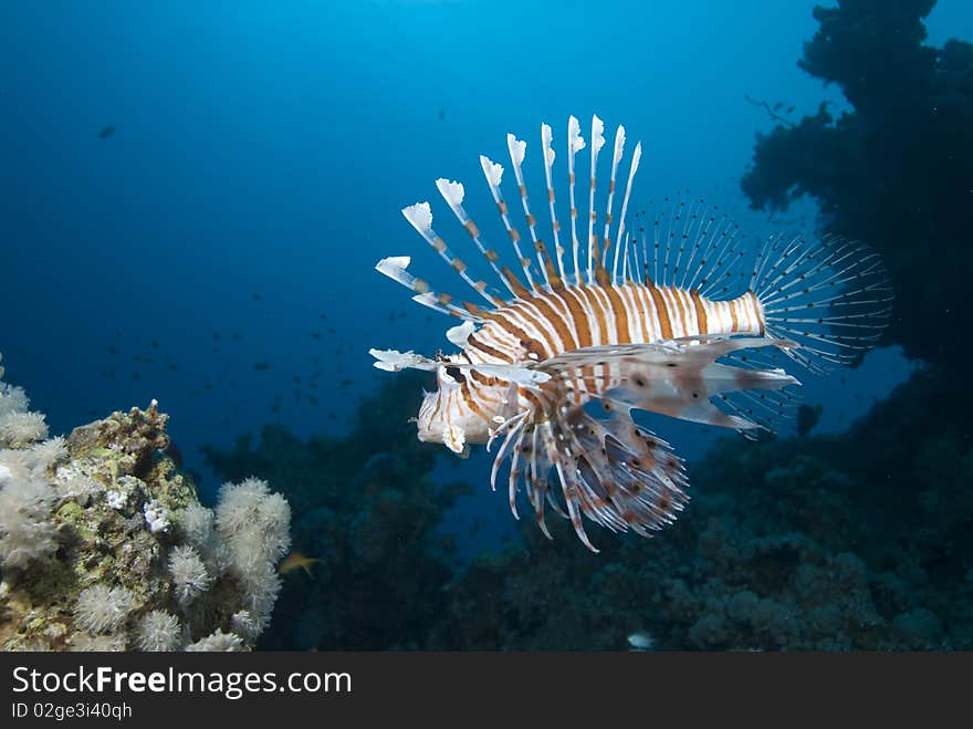 Ornate lionfish