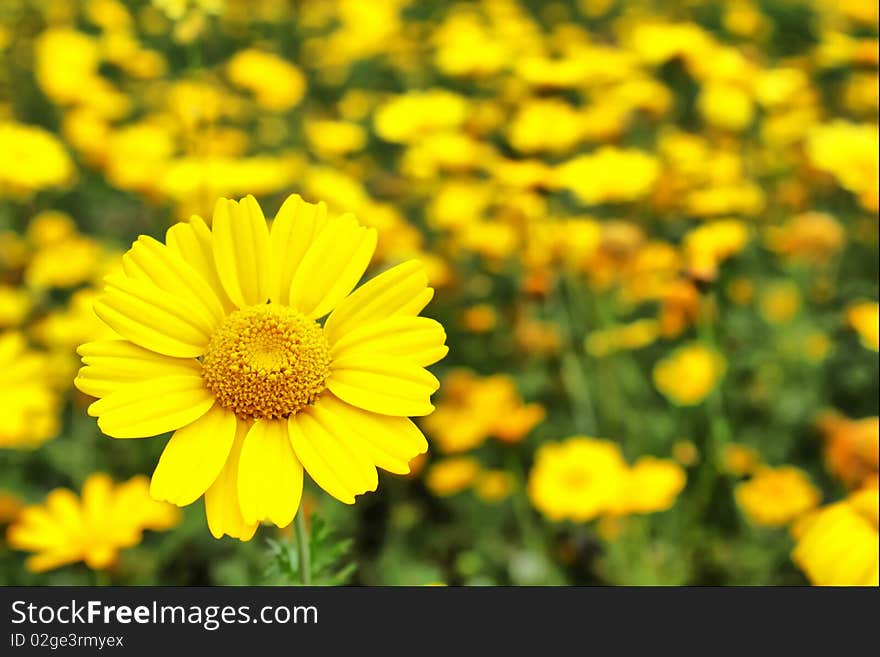 Yellow Flowers