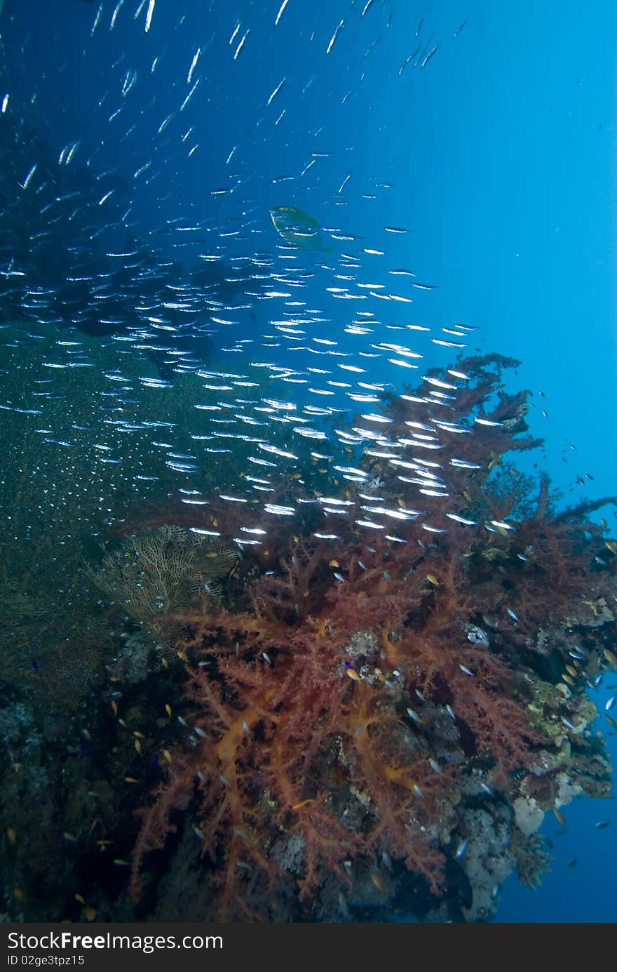 Colorful tropical reef scene with floral like soft corals, Red Sea, Egypt. Colorful tropical reef scene with floral like soft corals, Red Sea, Egypt