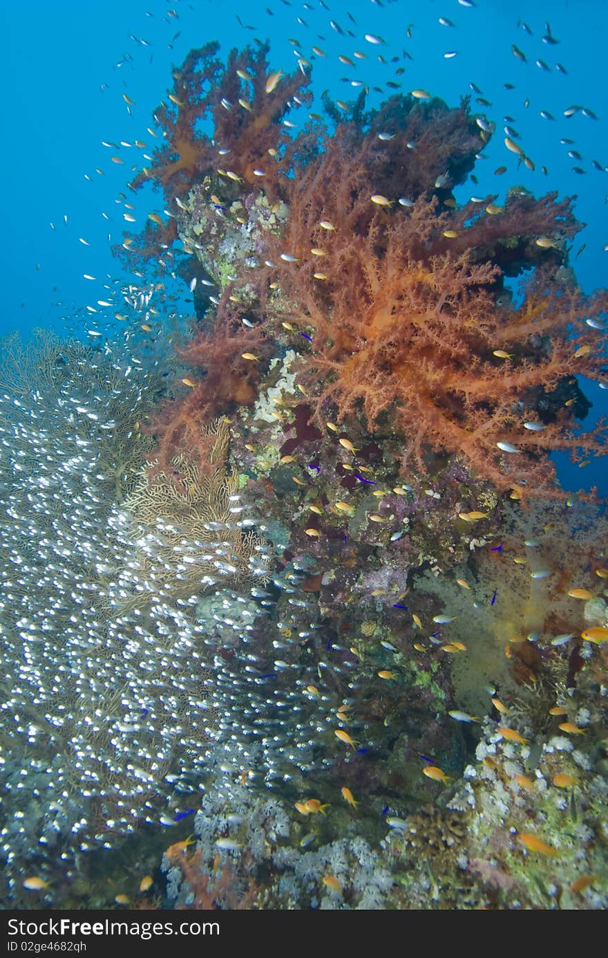 Colorful tropical reef scene with floral like soft corals, Red Sea, Egypt. Colorful tropical reef scene with floral like soft corals, Red Sea, Egypt