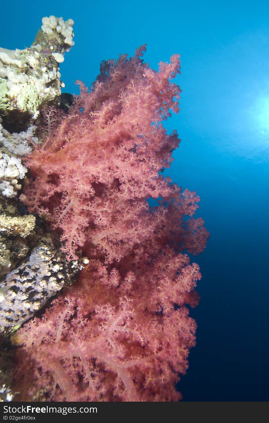 Vibrant soft corals. Red Sea, Egypt.