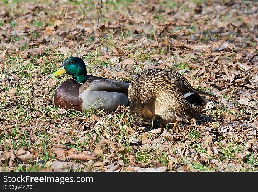 Male and female of mallard ducks on grass
