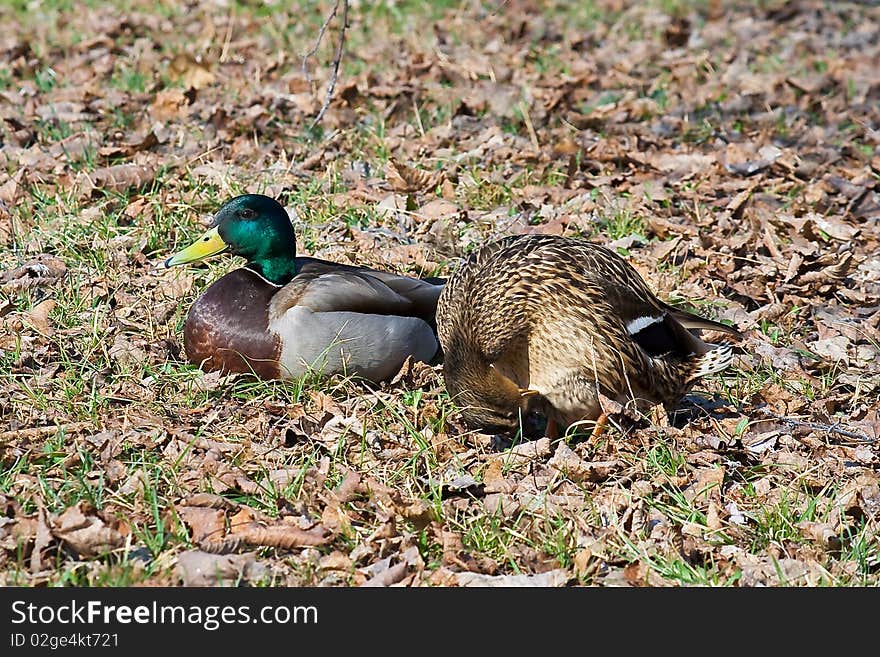 Male and female of mallard ducks