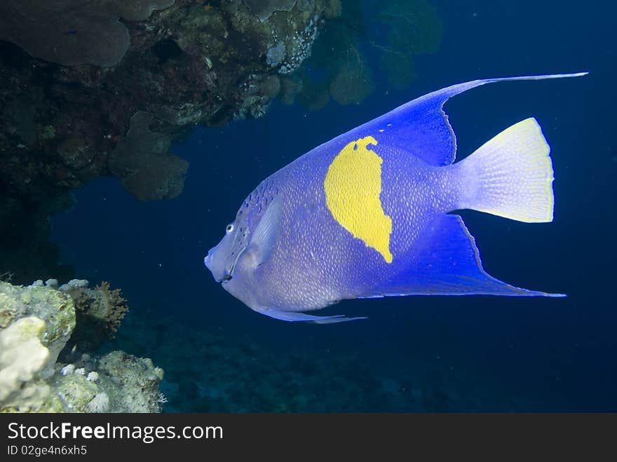 Yellowbar angelfish and coral reef.