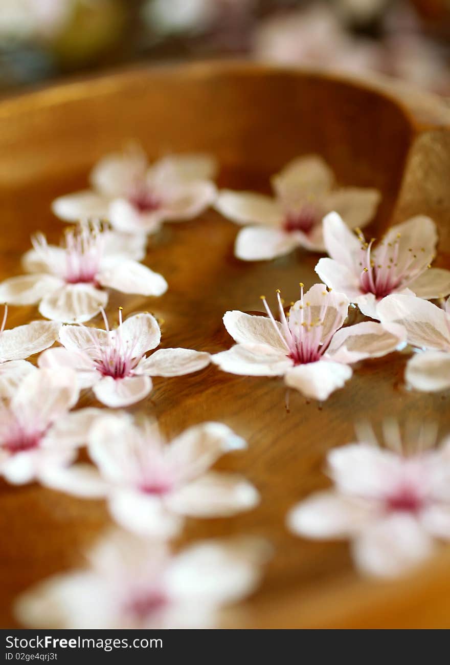 flowers of cherry branch in water