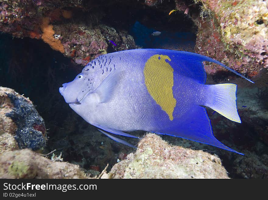 Yellowbar Angelfish And Coral Reef.