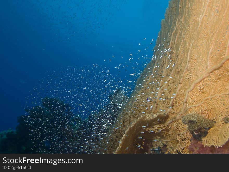 Giant sea fan (Annella mollis) with a small school of silver bait fish Red Sea, Egypt